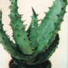 Aloe ferox-.